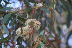 Eucalyptus loxophleba