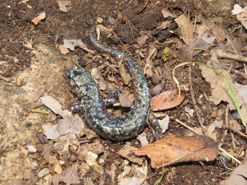 Northern Slimy Salamander, Jackson County, AL, USA, photo 6 of 10