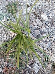 Melanthieae