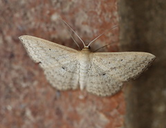 Scopula oppilata
