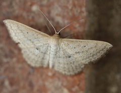 Scopula oppilata