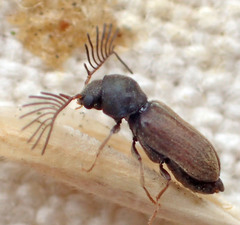 Ptilinus