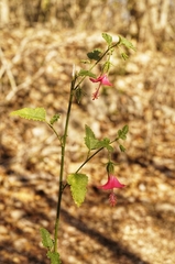 Hibiscus poeppigii
