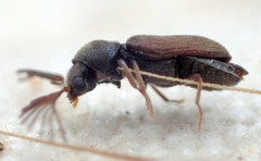 Ptilinus
