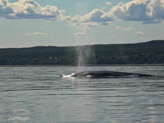 Balaenoptera musculus