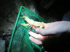 Cambarus tenebrosus