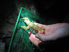 Cambarus tenebrosus