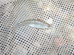 Pimephales notatus