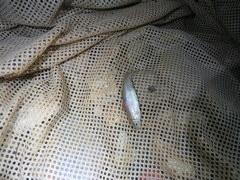 Pimephales notatus