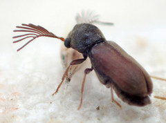 Ptilinus