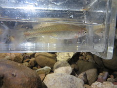 Pimephales notatus