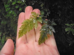 Abrodictyum elongatum