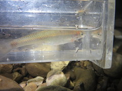 Pimephales notatus