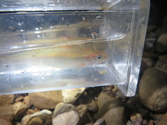 Pimephales notatus