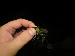 Faxonius erichsonianus