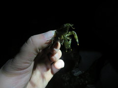 Faxonius erichsonianus