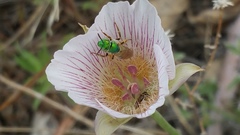 Calochortus striatus