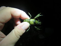 Faxonius erichsonianus