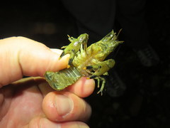 Faxonius erichsonianus