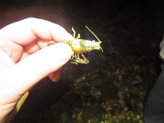 Faxonius erichsonianus