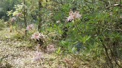 Rhododendron canescens image