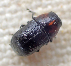 Pachybrachis hybridus