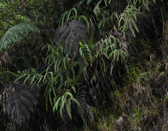 Gleichenella