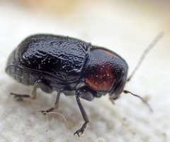 Pachybrachis hybridus