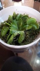 Dionaea