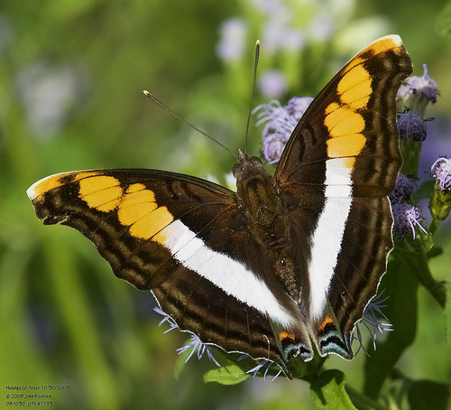Silver Emperor photo 2