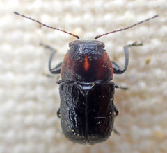Pachybrachis hybridus