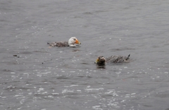 Tachyeres leucocephalus