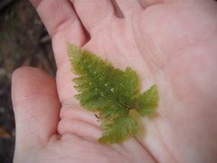 Abrodictyum elongatum