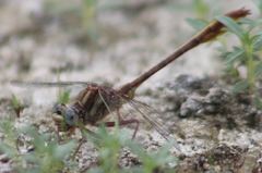 Phanogomphus cavillaris