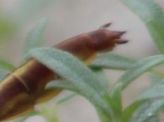 Phanogomphus cavillaris