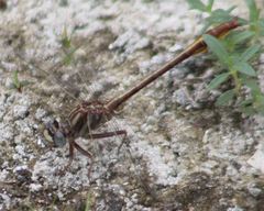 Phanogomphus cavillaris