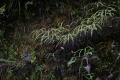 Gleichenella