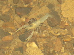 Cambarus hamulatus