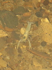 Cambarus hamulatus