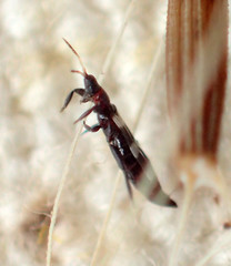 Aeolothripidae