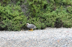 Tachyeres leucocephalus