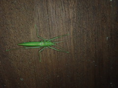 Beiericolya tardipes