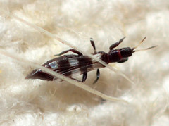 Aeolothripidae
