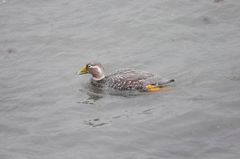 Tachyeres leucocephalus