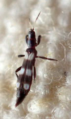 Aeolothripidae