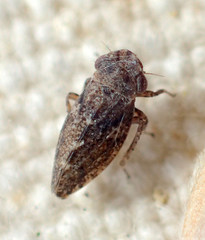 Tiaja