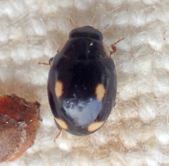 Hyperaspis quadrioculata