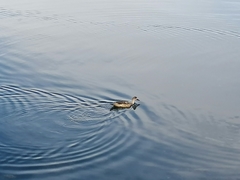 Lophonetta specularioides