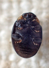 Hyperaspis quadrioculata