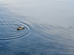 Lophonetta specularioides
